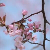 エゾヤマザクラ開花です