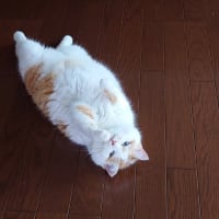 明日は走るので留守になります♪