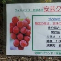 安芸クイーンの環状剥皮