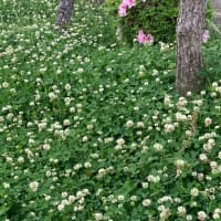 クローバーの花が，咲いてる