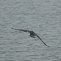 06/12探鳥記録写真：遠賀川河口の鳥たち（イソシギ、カワウの飛翔、）
