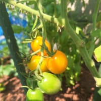 ふんわり夏野菜フォカッチャと百合