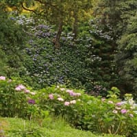 可睡ゆり園で紫陽花②