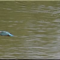 於大公園 ： 野鳥 ・ 翡翠 ・ カワセミ・・・フリー素材ブログ　カワセミ