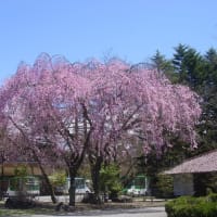 「軽井沢プリンスホテルウエスト・桜」～写真と短歌で綴る世界文化紀行