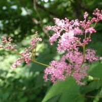 花立峠・登山道沿いの花　2025/06/21