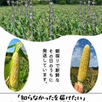 〇7/5　アイファーム稔からドルチェドリームトウモロコシのご案内