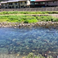 吉田川の鮎かけさん
