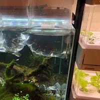 熱帯魚追加！