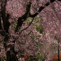 桜を巡る