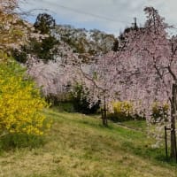 オークラ正門の桜葉桜　　八幡厄神の垂れ桜