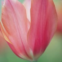 素敵な花の写真集