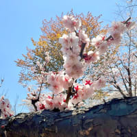 ラァ〜〜〜♪ の、おくちっっ【北海道神宮の桜を添えて｡｡｡】