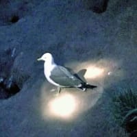 海鳥のサンクチュアリ　天売島と森林浴を楽しむメルヘンの焼尻島　２６回目　天売島