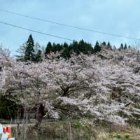 桜並木