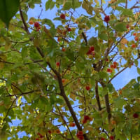 ピタンガはまだ実をつけ落としている6月末です〜！
