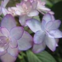 紫陽花「ひな祭りルナ」