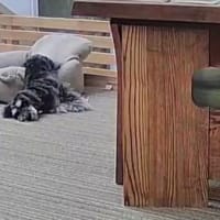 お散歩で自然観察と留守番カメラ映像