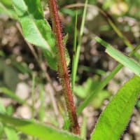 高ボッチ高原・鉢伏山の植物　コウゾリナ（剃刀菜）