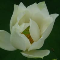 夏の季語／富士詣(ふじまうで)・富士道者・富士行者・山上詣・富士講・浅間(せんげん)講・篠小屋 