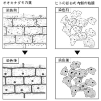 中２理科①−３　植物と動物の細胞の観察　8th grade biology ~observation : the structure of cells of plants and animals~