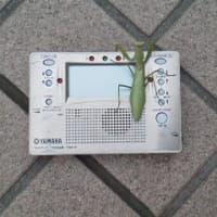 昨日、先輩のチューナーがカマキリの餌食に！！