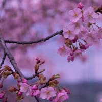 ●河津桜と菜の花
