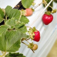 今シーズンのいちご狩りもそろそろ終わり?