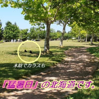 　肌を刺す暑さに・・・