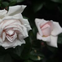 雨風が酷かったけどよく散らなかったな～🌹