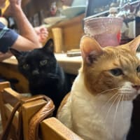 看板猫のいるお店で猫飲み 予告編 (2409-2)