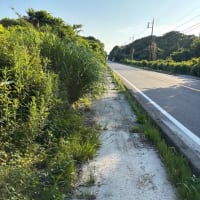 歩道の雑草