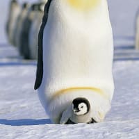「皇帝ペンギンの出産・子育て」「オス４ケ月↑絶食状態」
