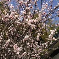 弥生の風が・・・