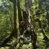 私、白神山地で暮らせるかも