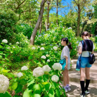 八景島あじさい祭り