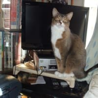 猫と遊び