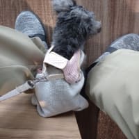 なんだかんだで忙しいもん！