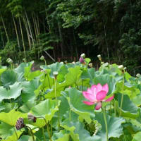 ハスもきれい　田原のスイレン池　2025/07/25（鹿児島）