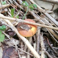 今年初、秋のキノコ🍄🍁