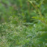 八方尾根の花 タカネムラサキ　八方池の上部の斜面、この辺りは足場がよくありません
