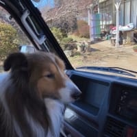 もうすぐ13歳　