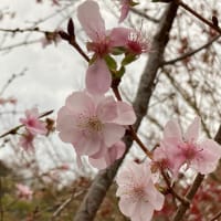 🌸冬桜🌸