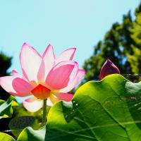 大船フラワーセンター蓮の花