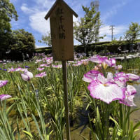だいち・SDC・7月の予定