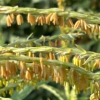 トウモロコシの雄花と雌花