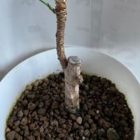 挿し木と復活した木