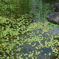立川散策３
