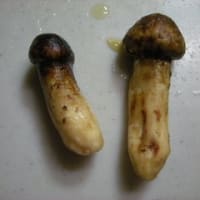 春？の味覚！