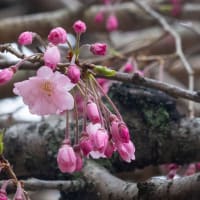 春の訪れ　阪急吹田駅近くの「メイシアターの寒緋桜」と「アサヒビール迎賓館のしだれ桜」